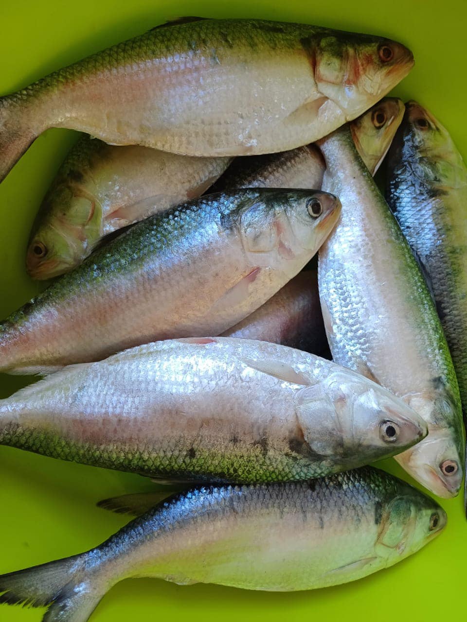 Sylhet Seafood Market | Sylhet