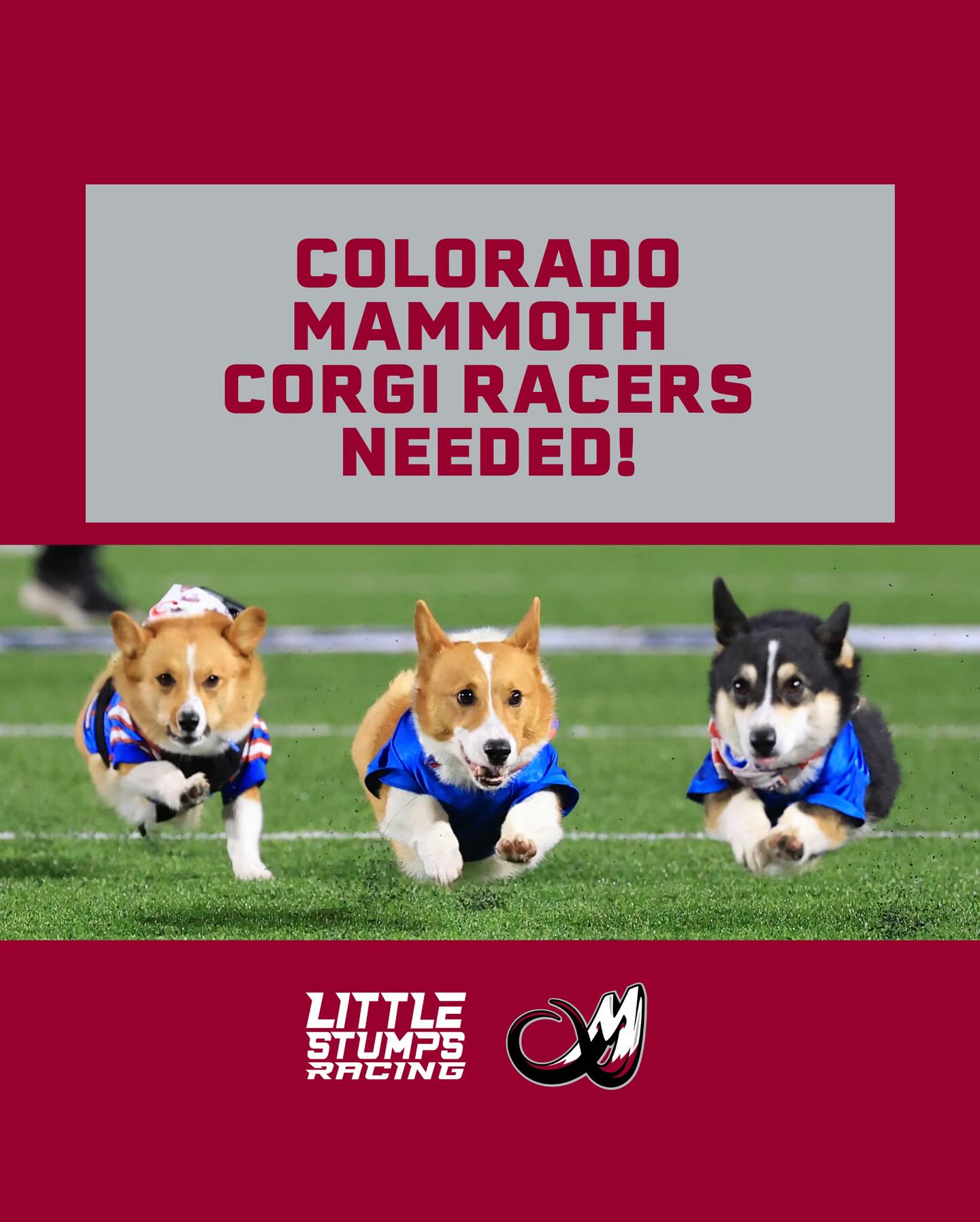 Little - We’re looking for 2025 Colorado Mammoth Corgi racers! We’re ...