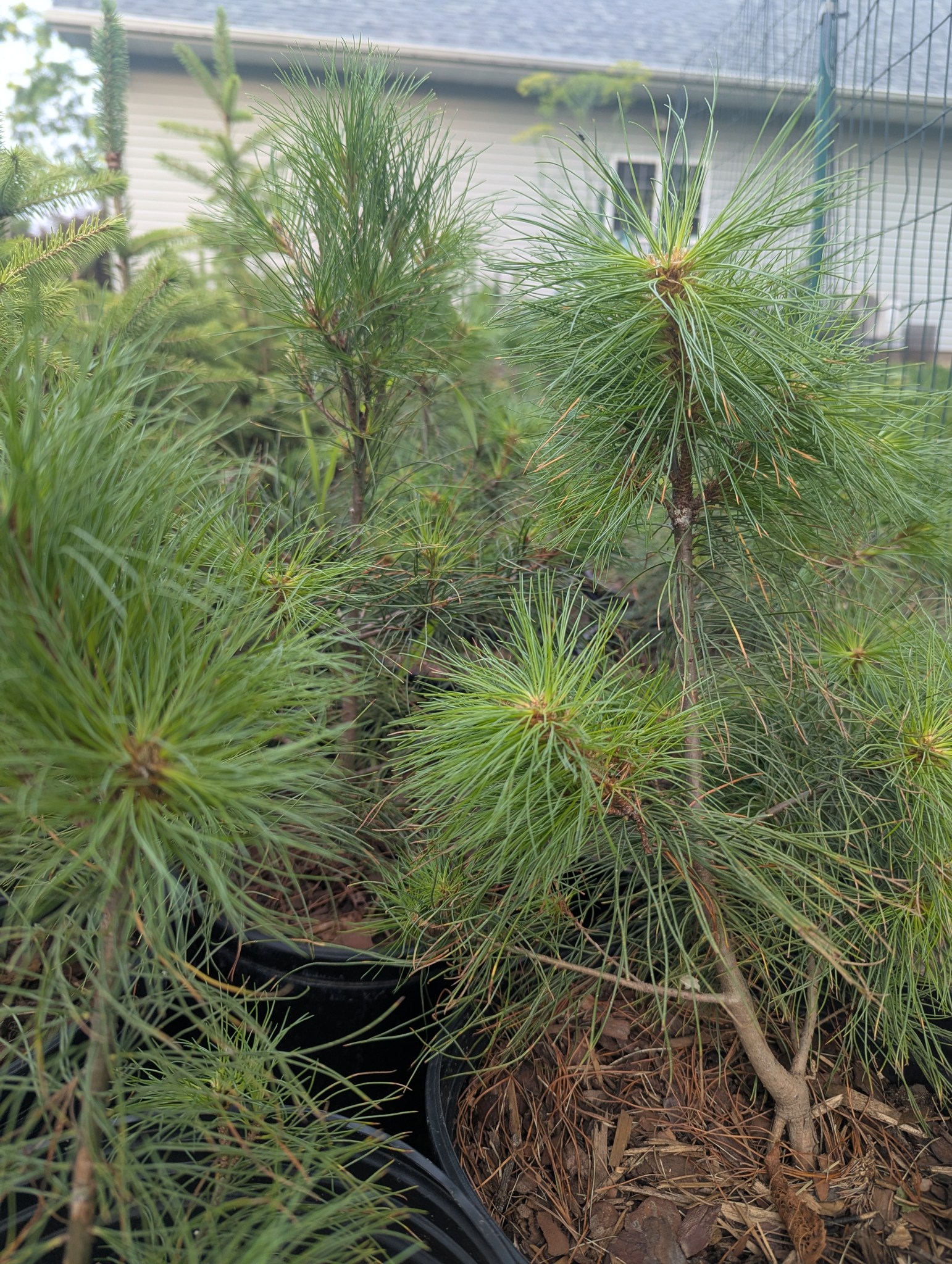 Maple Ridge Tree Nursery | Turtle Lake WI
