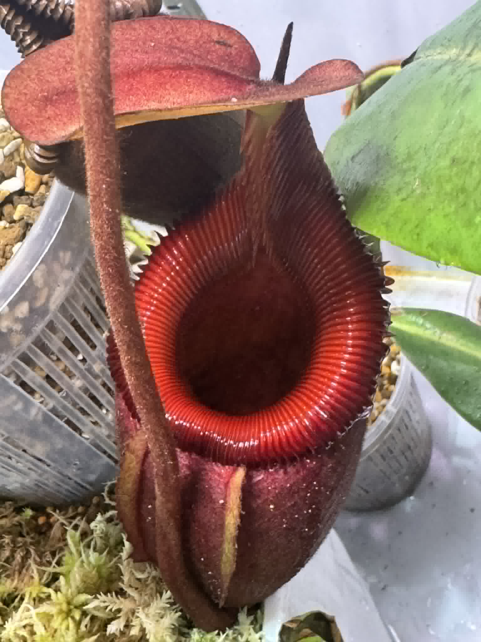 Thriving in my Highland grow chamber: the stunning Nepenthes