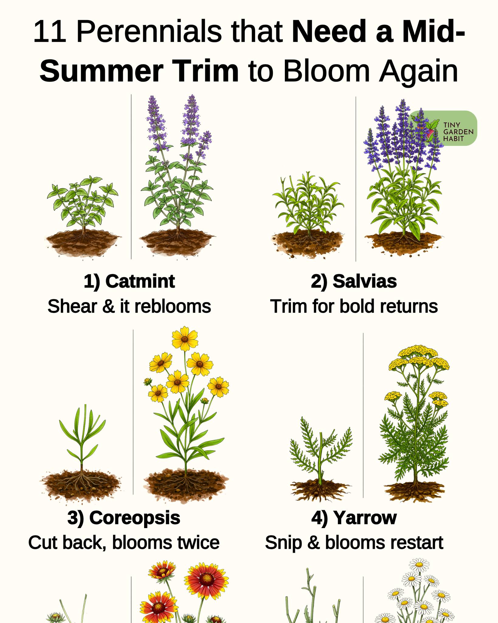 Tiny - 🌻 Don’t let your garden stall out — these plants need a mid