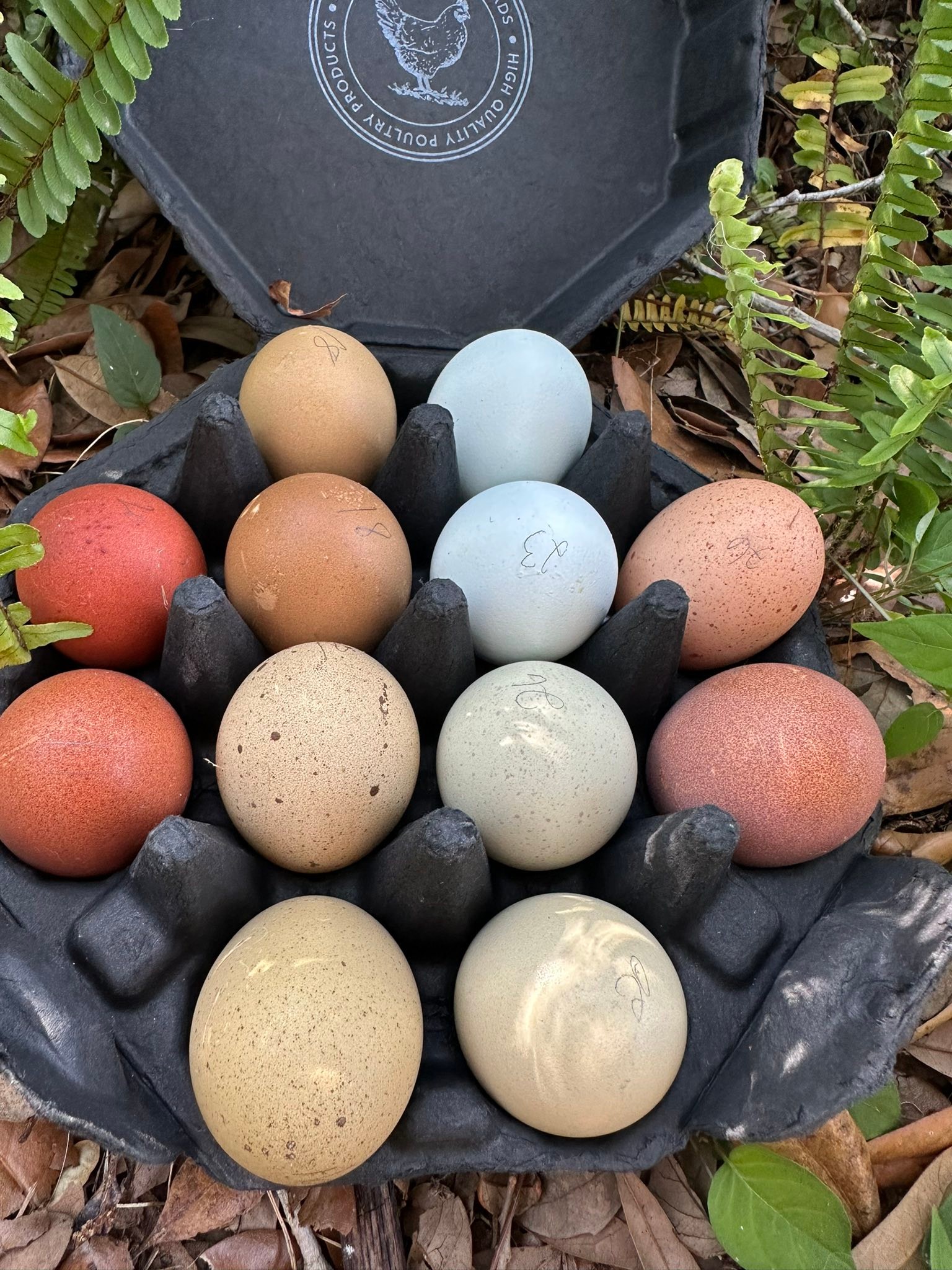 5+ Splash Copper Marans Hatching Eggs – NPIP Certified – Nichols County, TN-547456