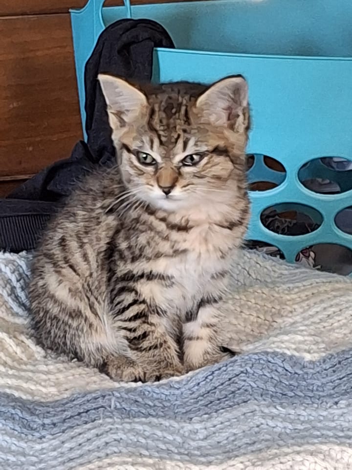 Poly Paws Rescue and Sanctuary | Midland NC