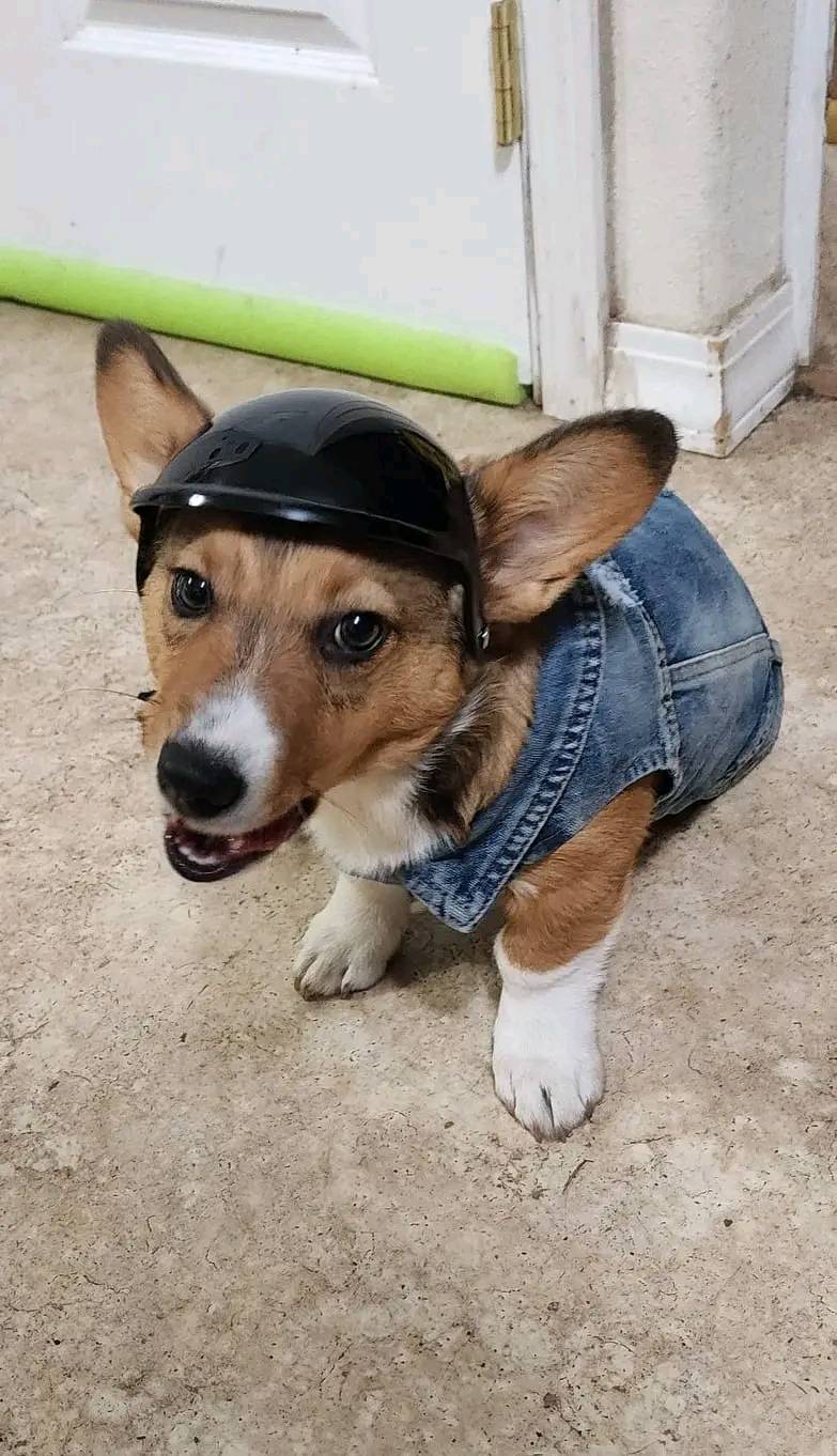 corgi with motorcycle helmet Pet for Cat Dog Corgi motorcycle art | Corgi