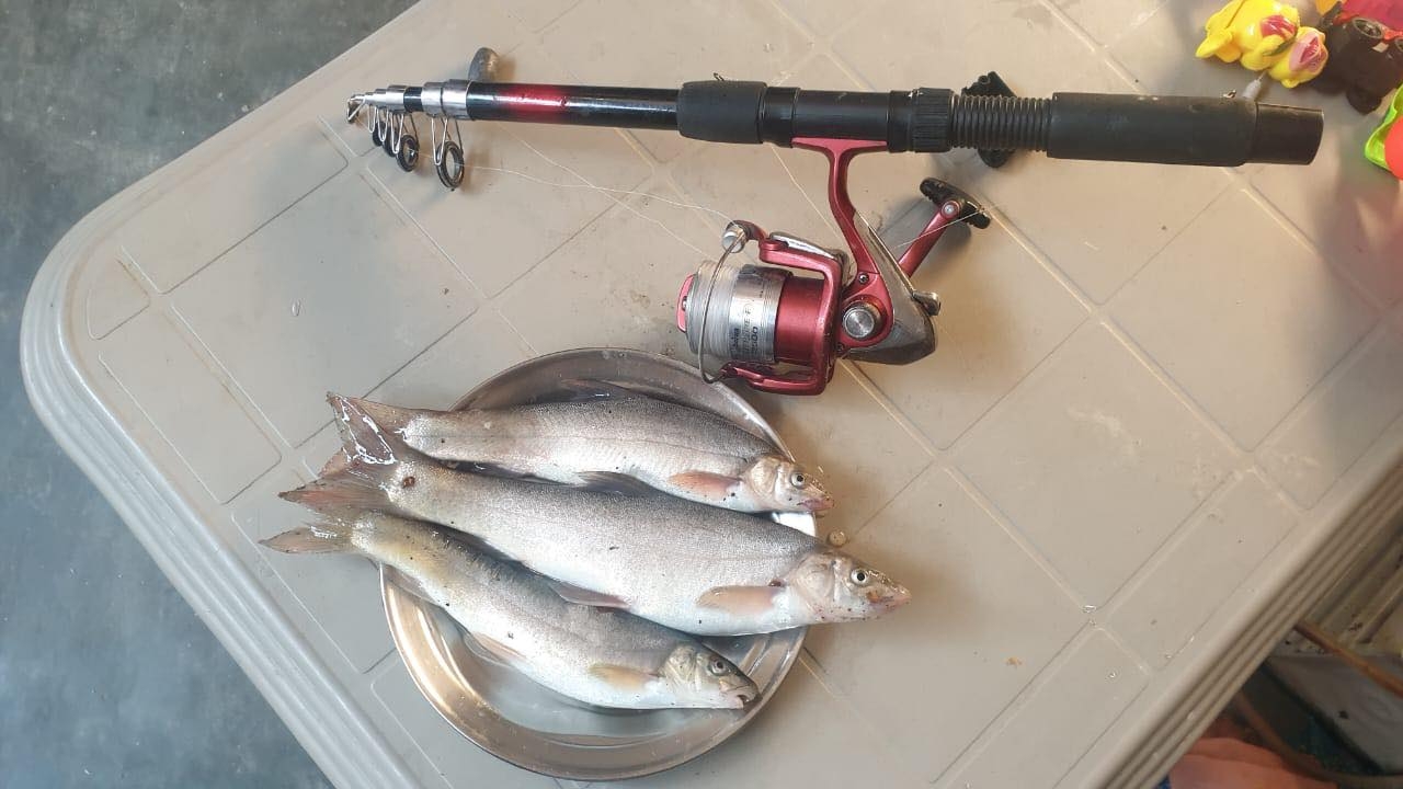 Net Fishing with Hamza | Dubai