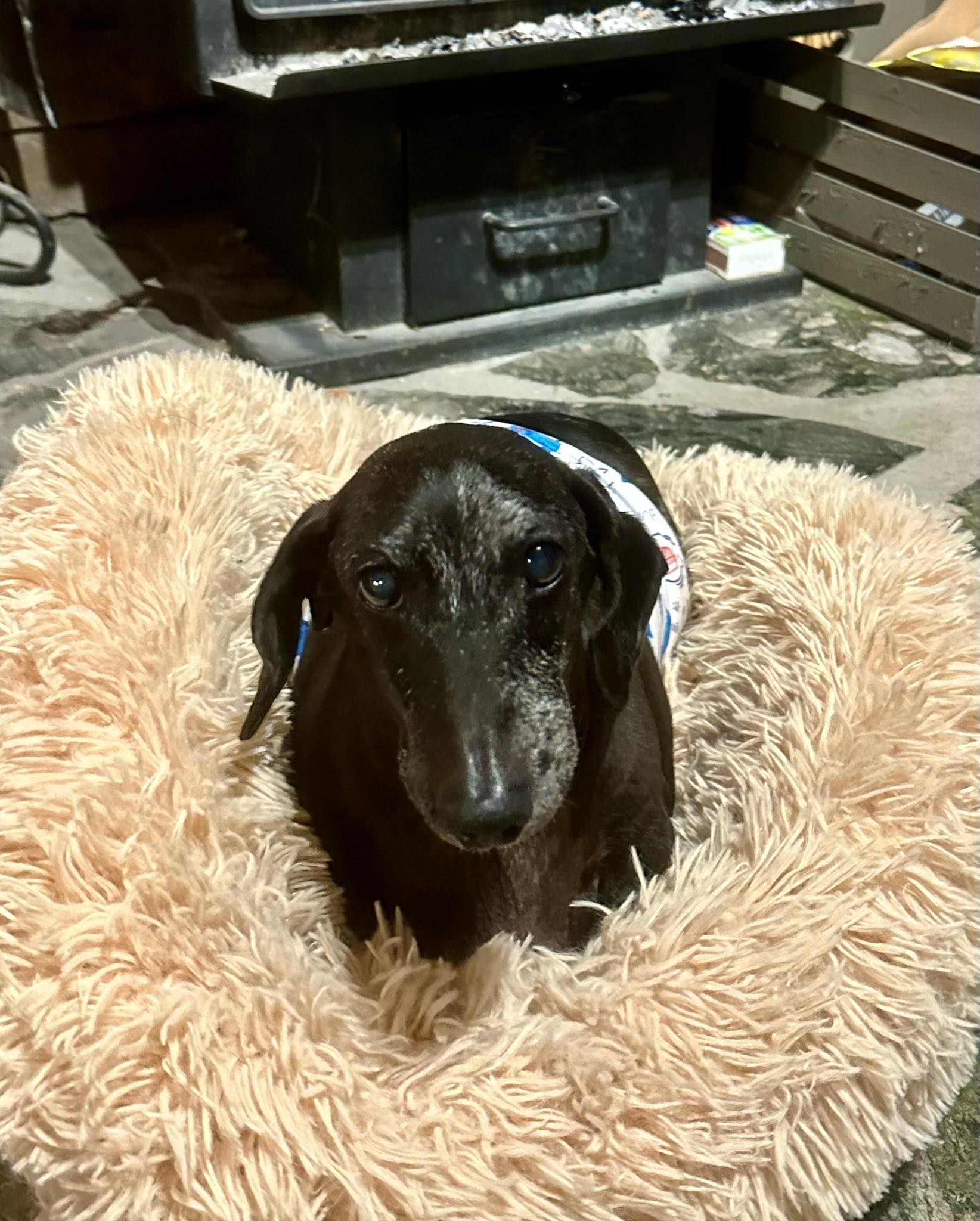 Frank - Lack of frank posts because it’s been raining and now the wood ...