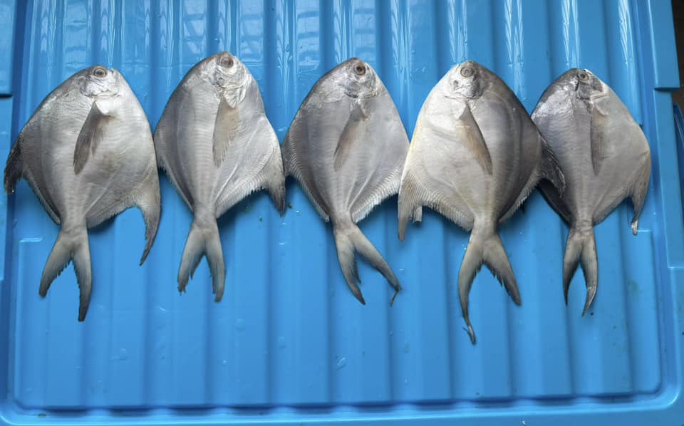 Sylhet Seafood Market | Sylhet