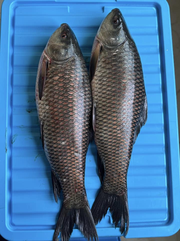 Sylhet Seafood Market | Sylhet