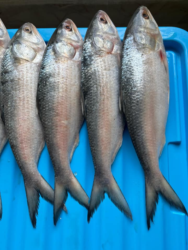 Sylhet Seafood Market | Sylhet