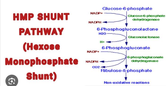 hexose monophosphate shunt glutathione What is the interrelationship between Pathway and other pathways? Factory Wholesale KPV Tirz- Variation:Purifie Facial Wash with Brush Swollen feet