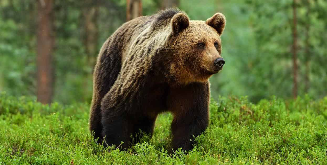 Visitors of the National Parks — Tourons and Yellowstone and Bears! Oh ...