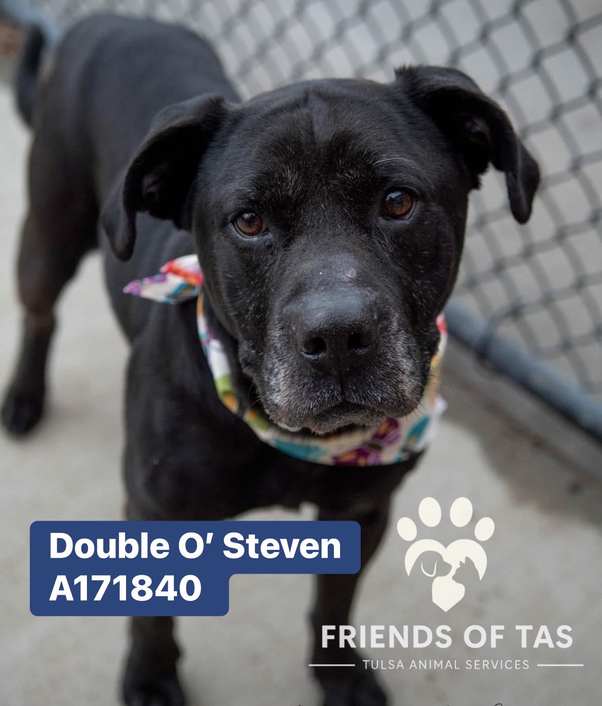 Friends - Update: Foster Found!!! 🎉🎉🎉 A171840 Located At: City of Tulsa ...