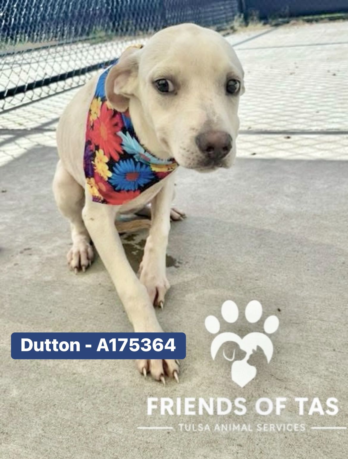 Friends - Update: Foster Found! A175364 Located At: City of Tulsa ...