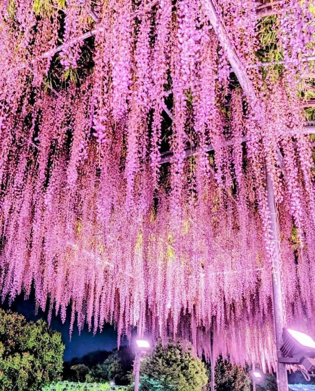 🥀35.096707,135.764349 #日本 #花點