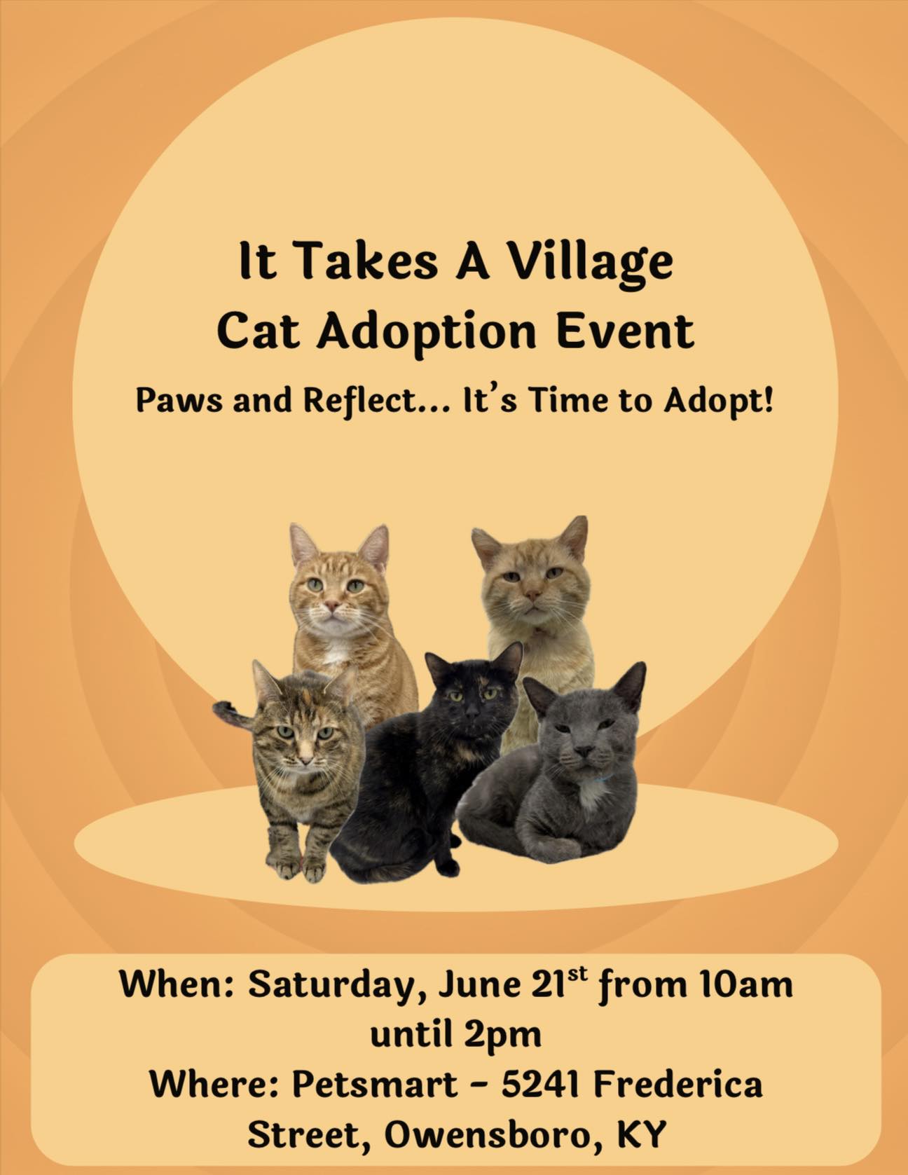 Cat Adoption in Owensboro