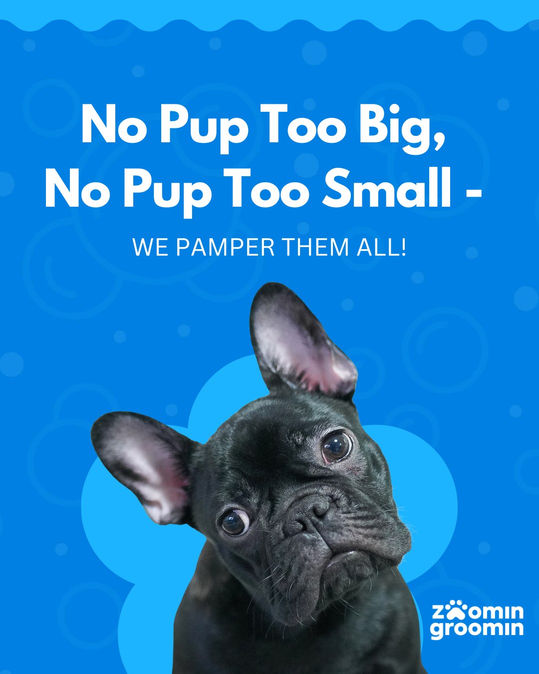 No size limits... - Zoomin Groomin - Anne Arundel, Howard, MD | Facebook