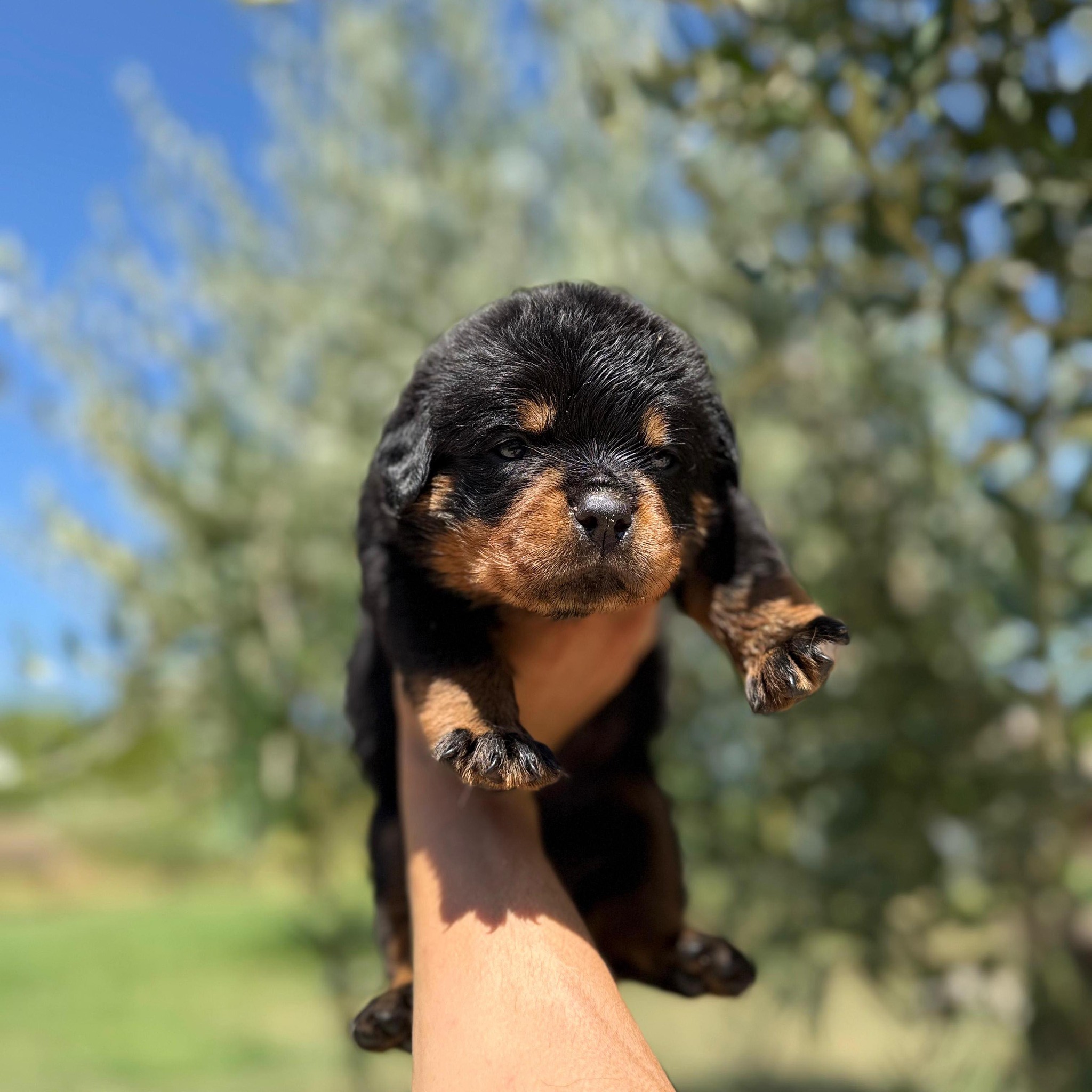 What other explanation could you possibly have? #rottweiler # ...