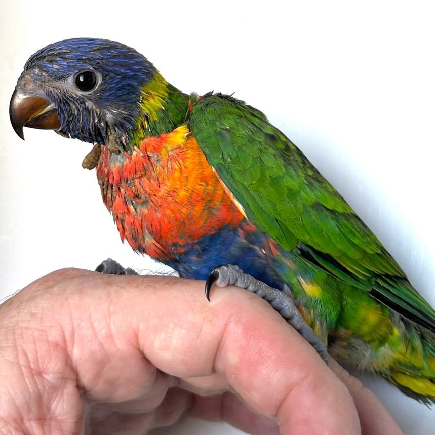 MaGuire's Hand Reared Parrots | Cape Town