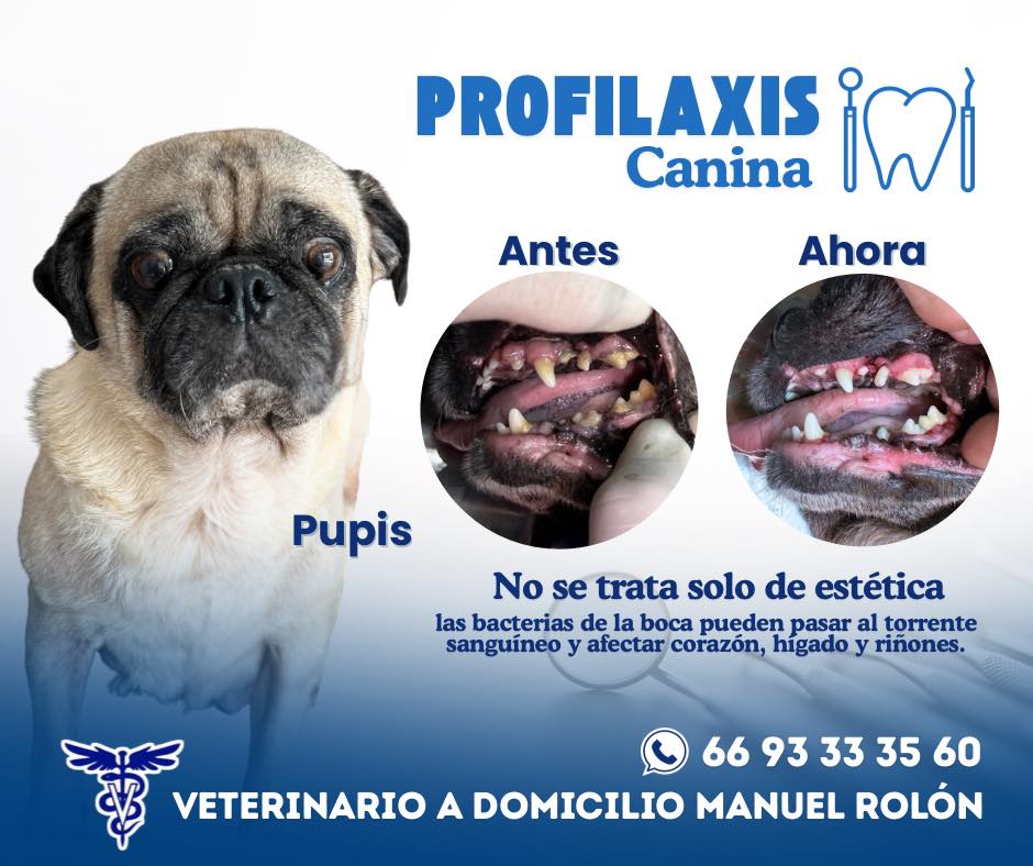 Veterinario a domicilio Manuel Rolón | Mazatlán