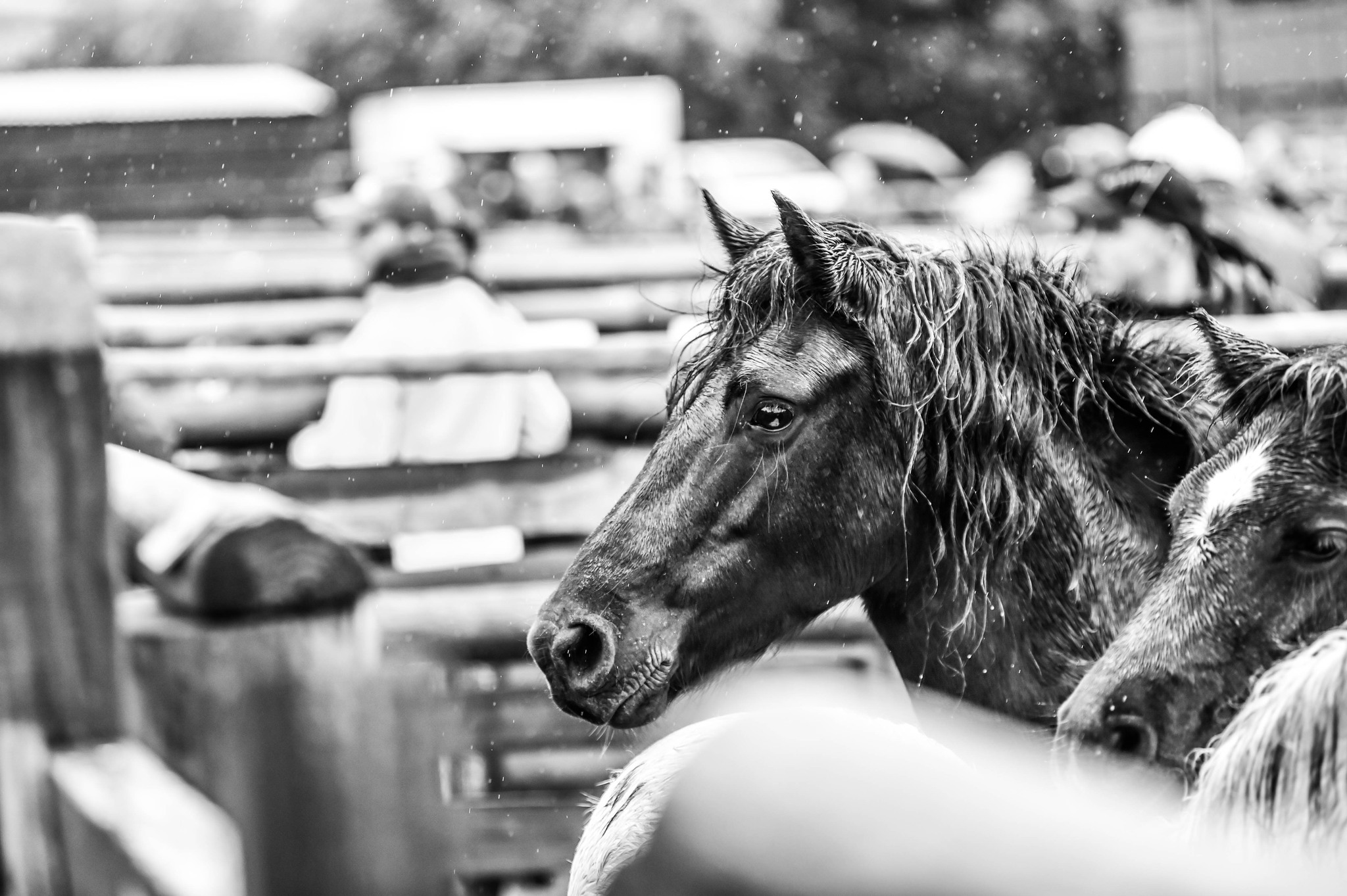 Rendells Pony Sales