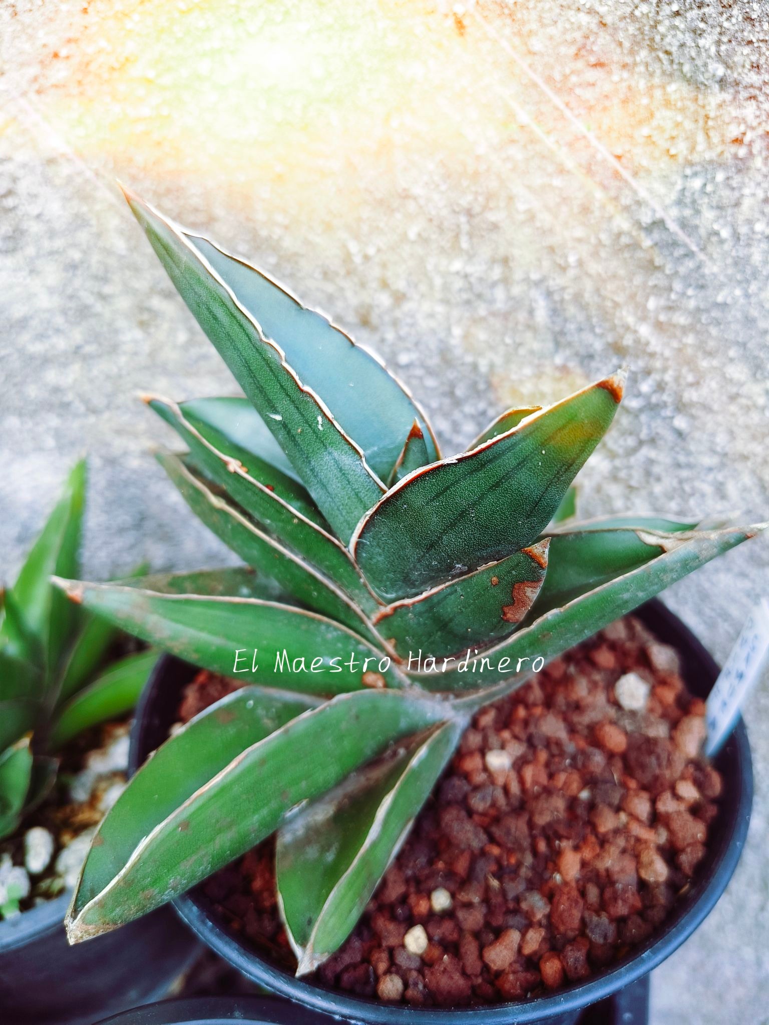 Sansevieria hybrid 'tiger blue'came from the collection of an