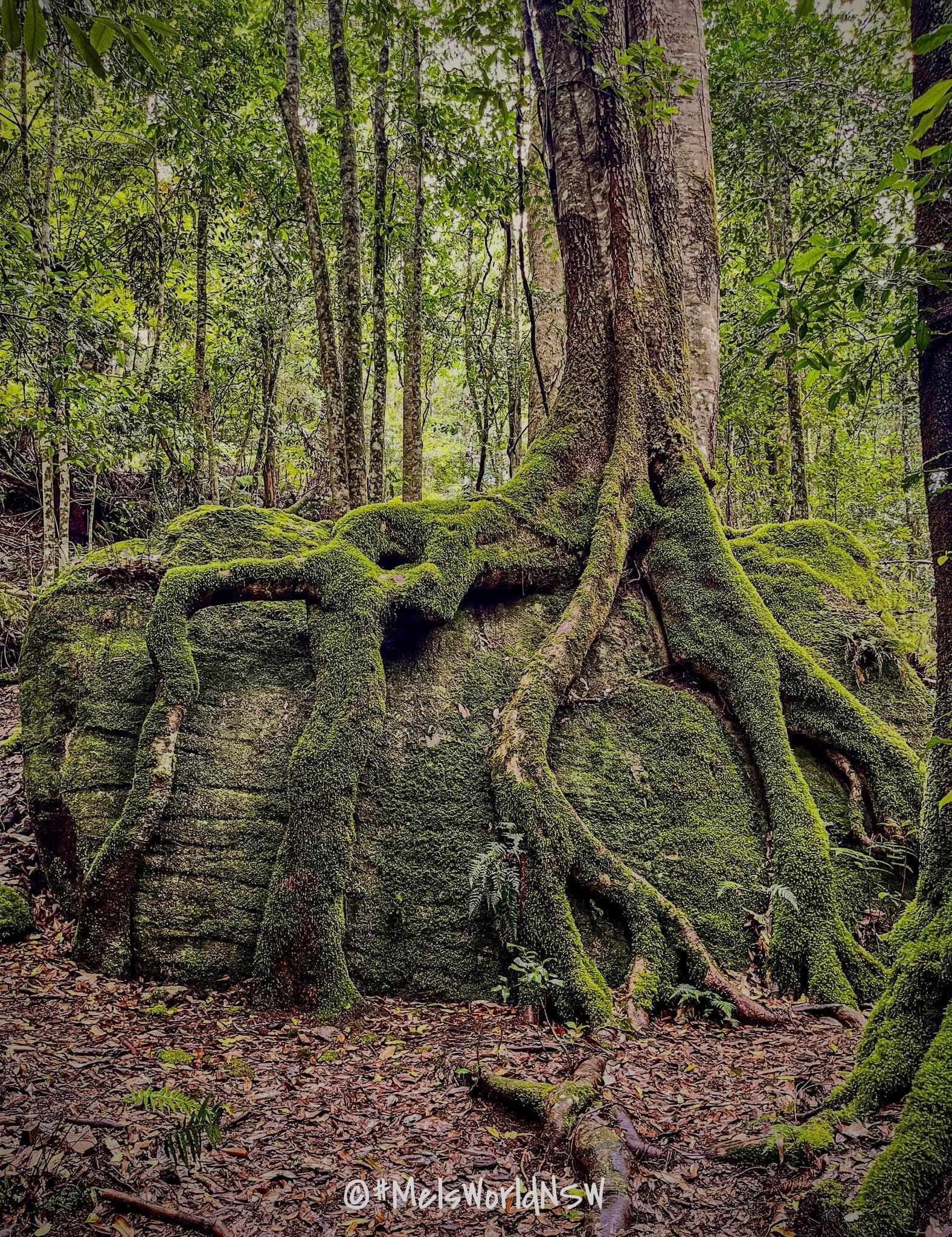 Pou Au - The General Sherman tree is the most voluminous tree known on ...