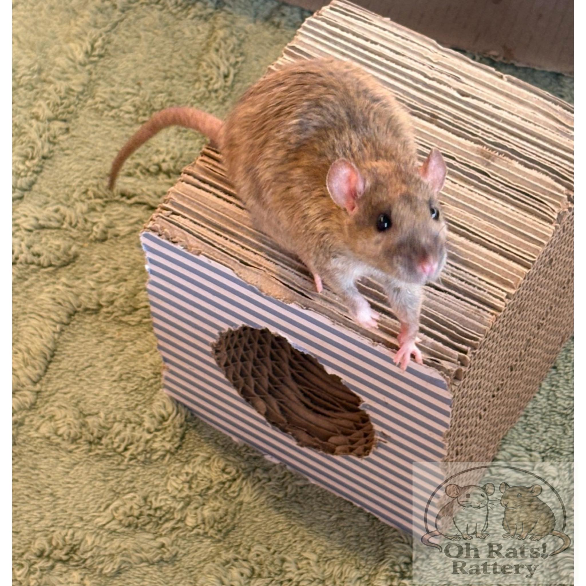 Oh Rats Rattery - Meet the Mischief We haven’t shared... | Facebook