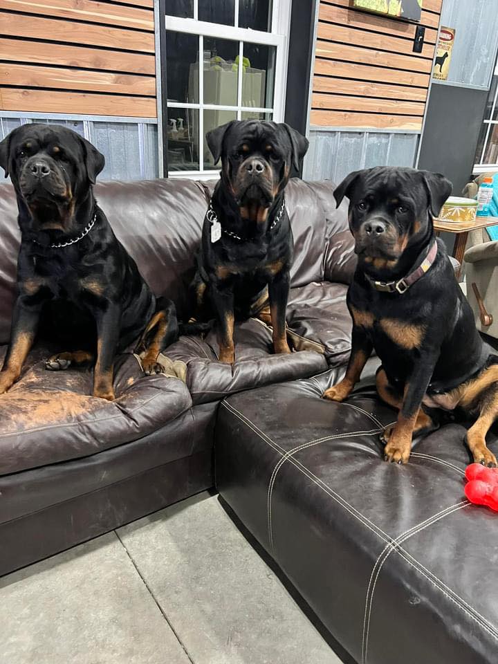 Buckeye Rotts | Bucyrus OH