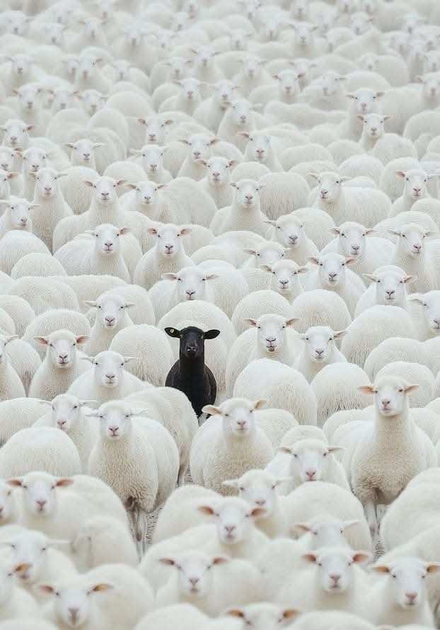 Black Sheep Recovery Warfare