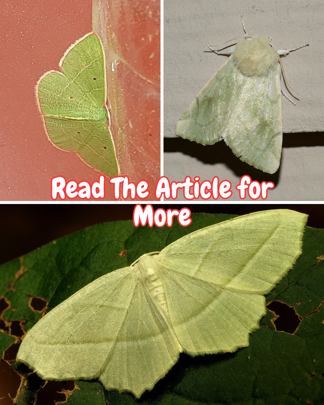What green moths are found in Eastern North America?