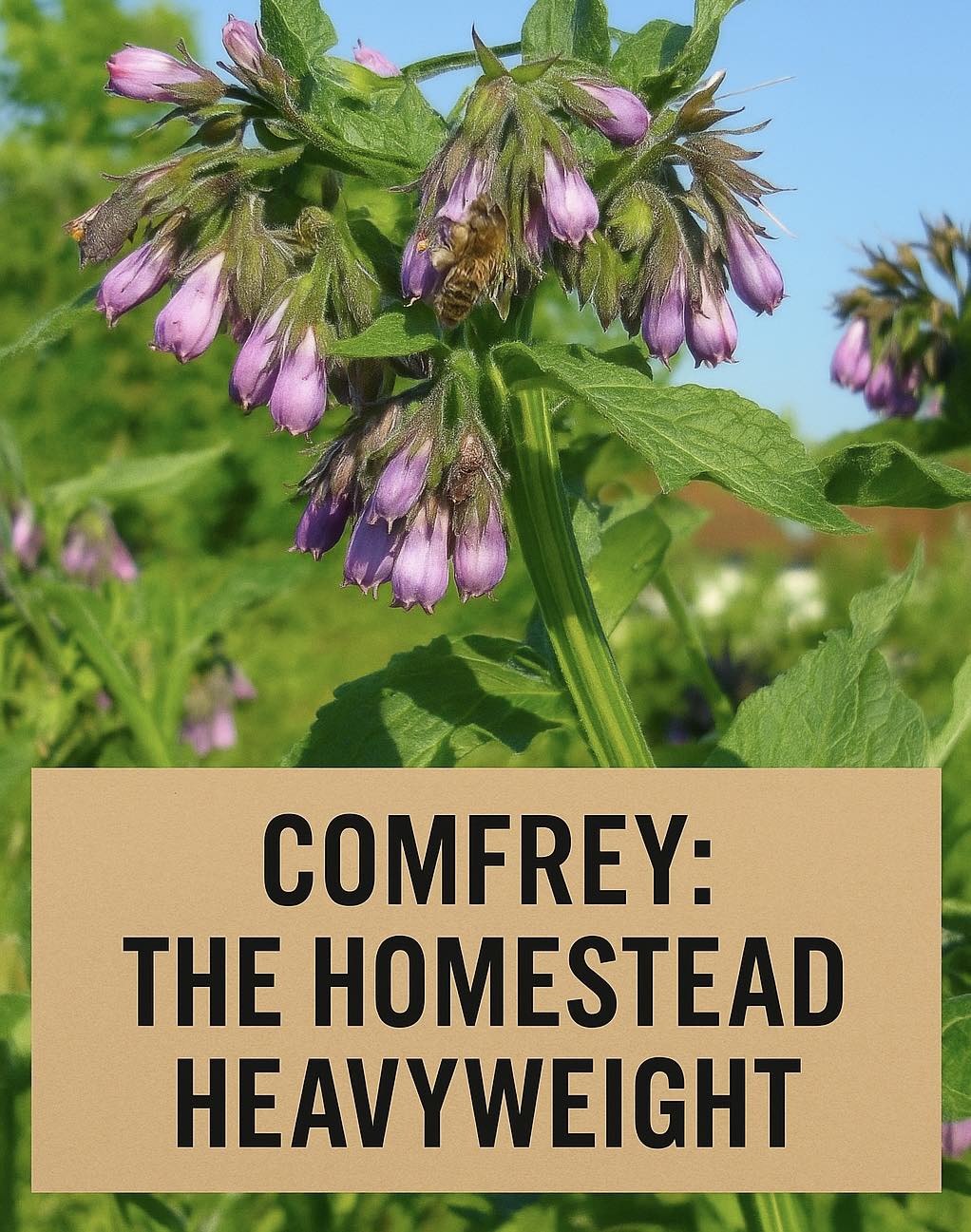 Curated visual reference: Preventing Weight Gain With Comfrey Reference: The Homestead Comfrey The Homestead Heavyweight Not Every Plant
