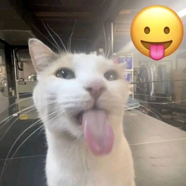 😻বিলোইবাজ😹 | Emoji starter pack | Facebook