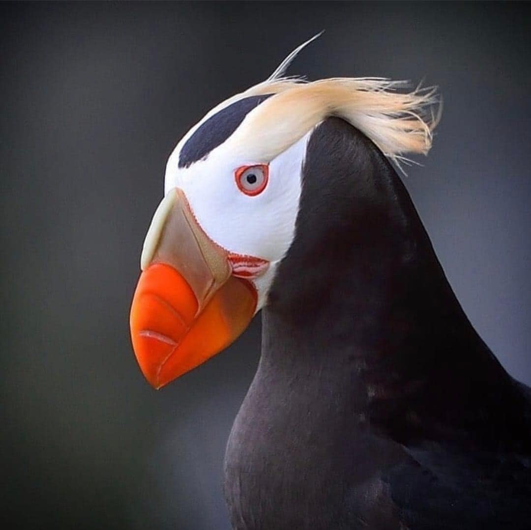 Tufted Puffin avianspectrum.com © Bob Hamblin