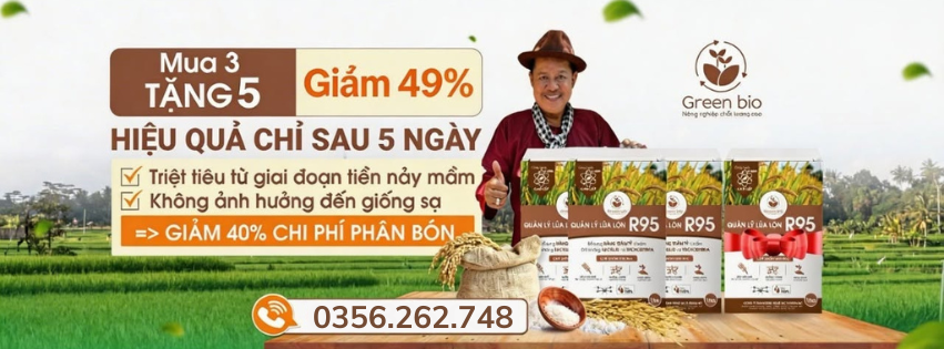 R95 - Phân hủy hạt lúa lộn, lúa ma sau 3 ngày