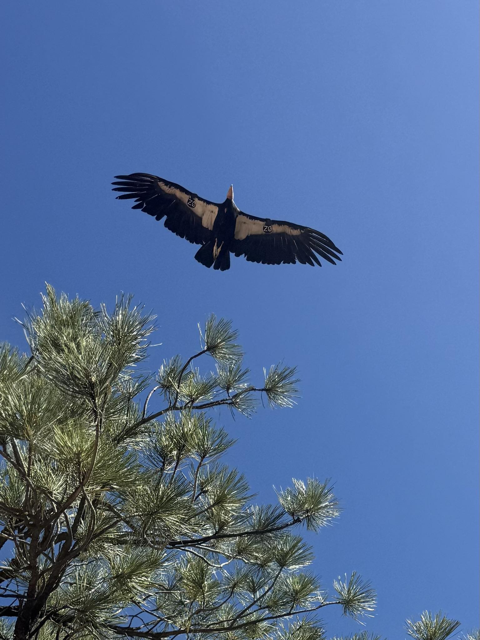 Spotting California condors near Zion National Park