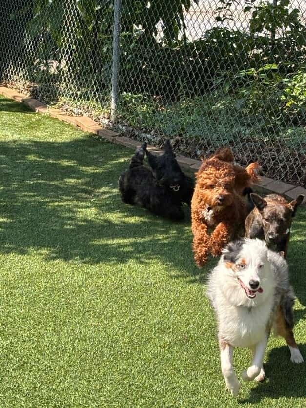 Hi everyone! Its been... - Harbert Ranch Scottish Terriers 2 | Facebook