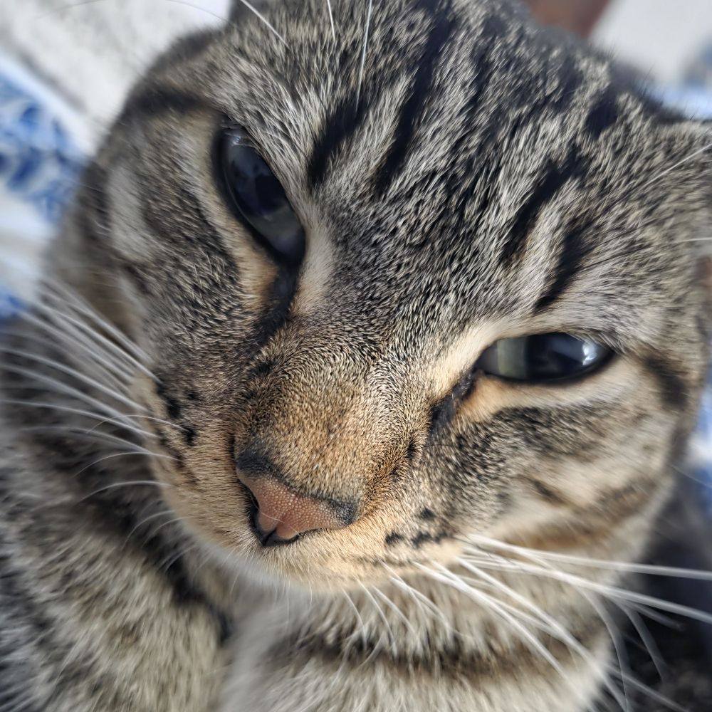 Well maybe not....boo hiss! #fypシ #catlovers #catsoffacebook #love ...