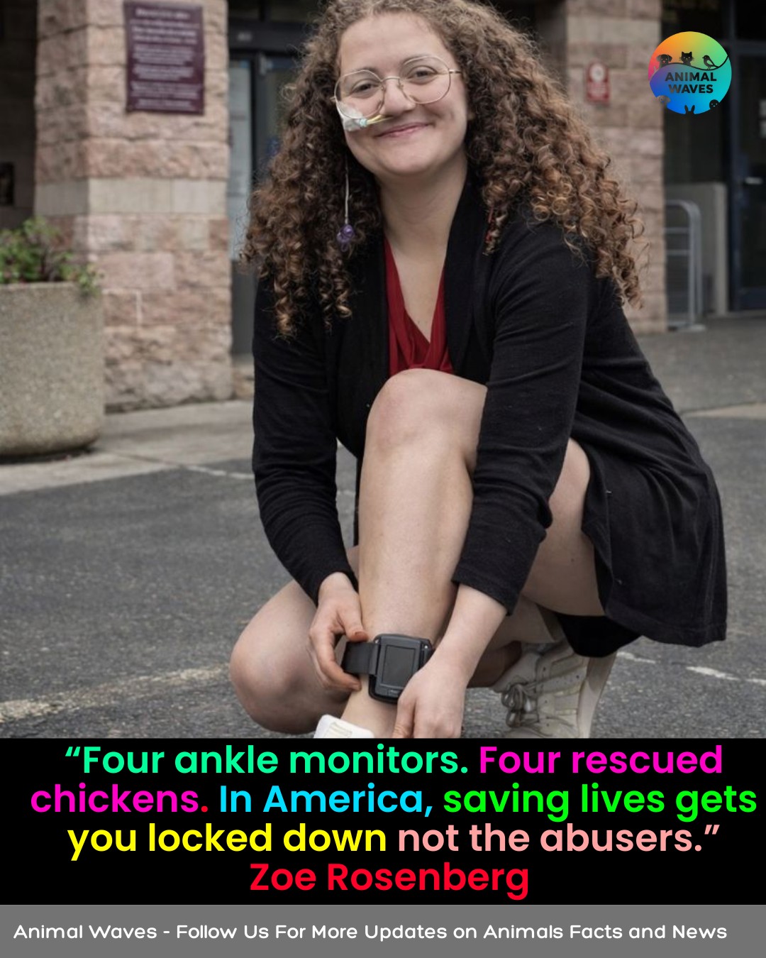 Animal - Four ankle monitors. Four rescued chickens. In America, saving ...