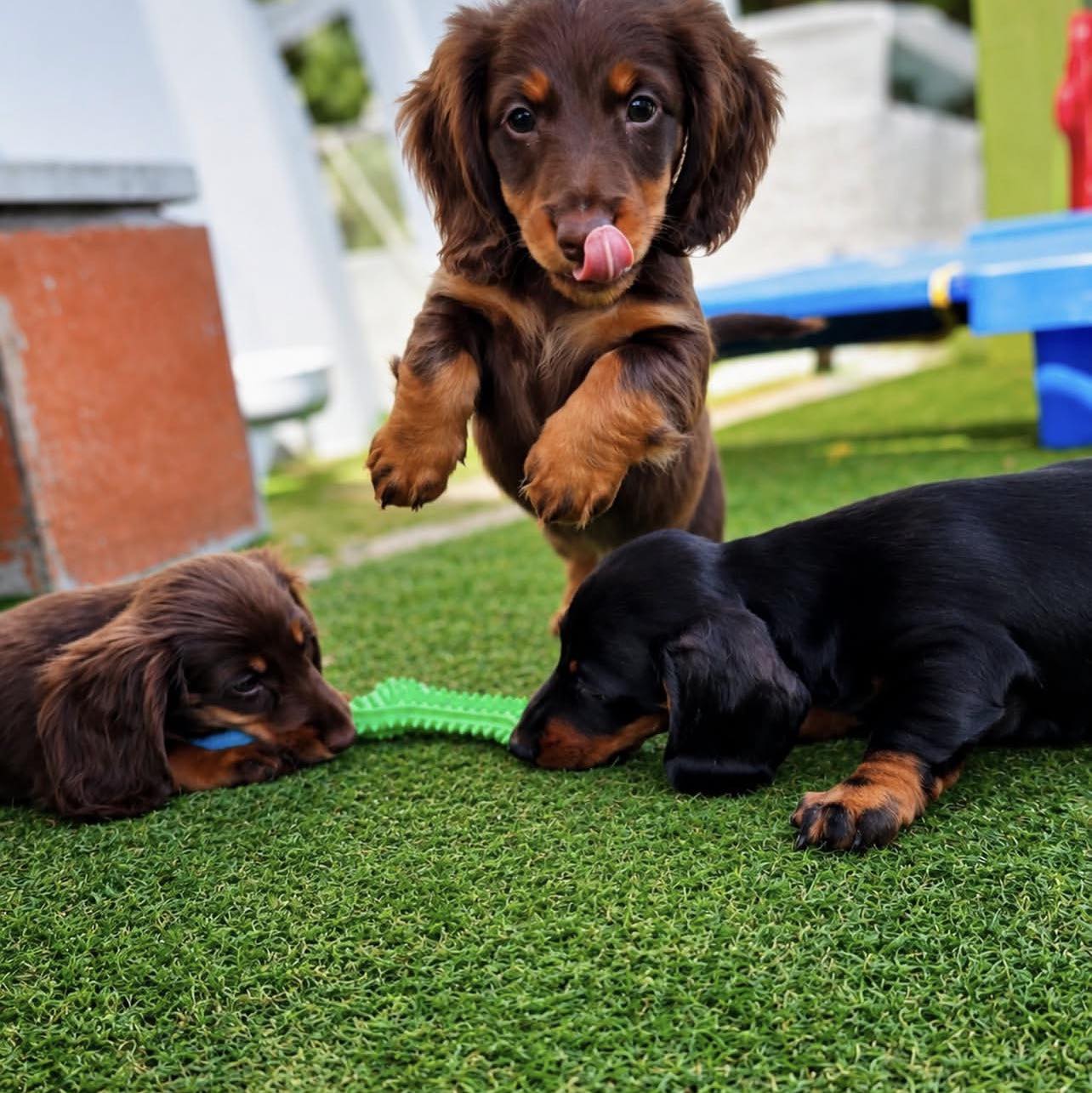 Dachshund Life | Is it possible to crate train and have him sleep in ...