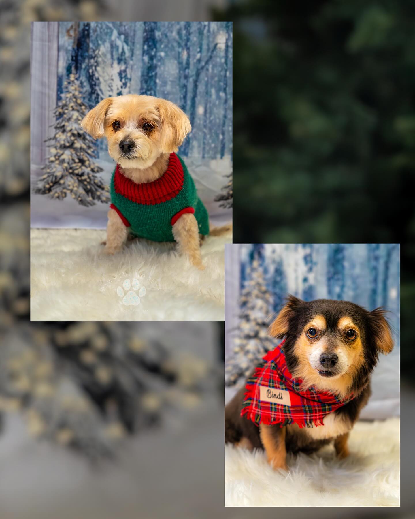 Northern Vermont Pet Grooming | Milton VT