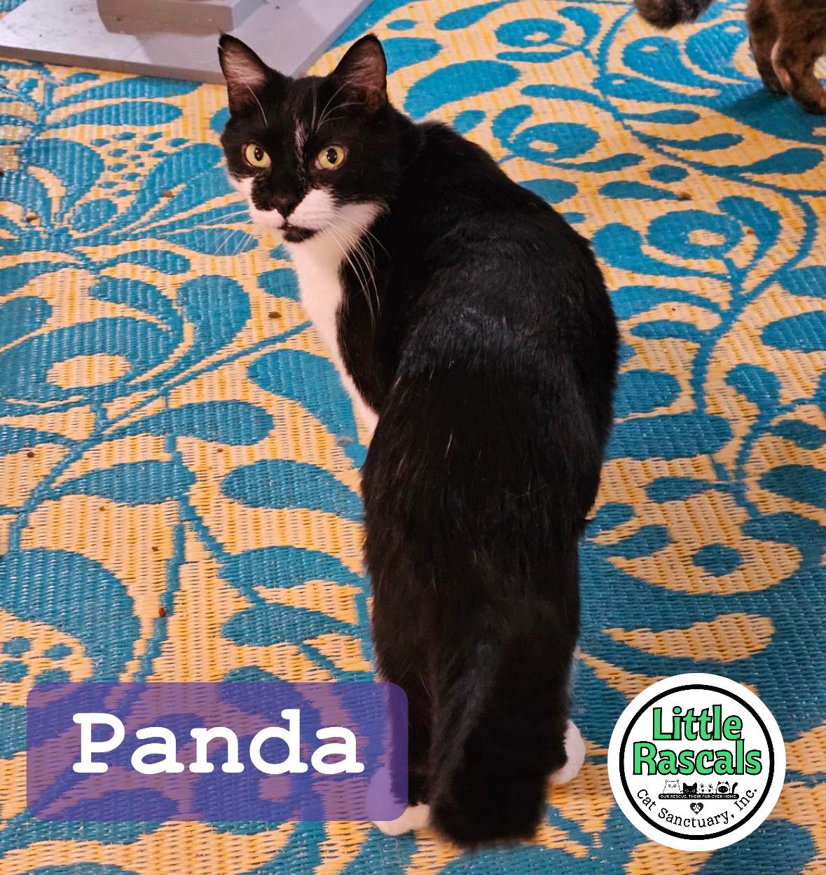 🌟 Meet the paw-some... - Little Rascals Cat Sanctuary, Inc.