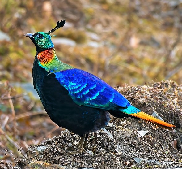 Reino - 🌈 ¡Monal del Himalaya: un arcoíris con alas! 💎🕊️ Ave nacional ...