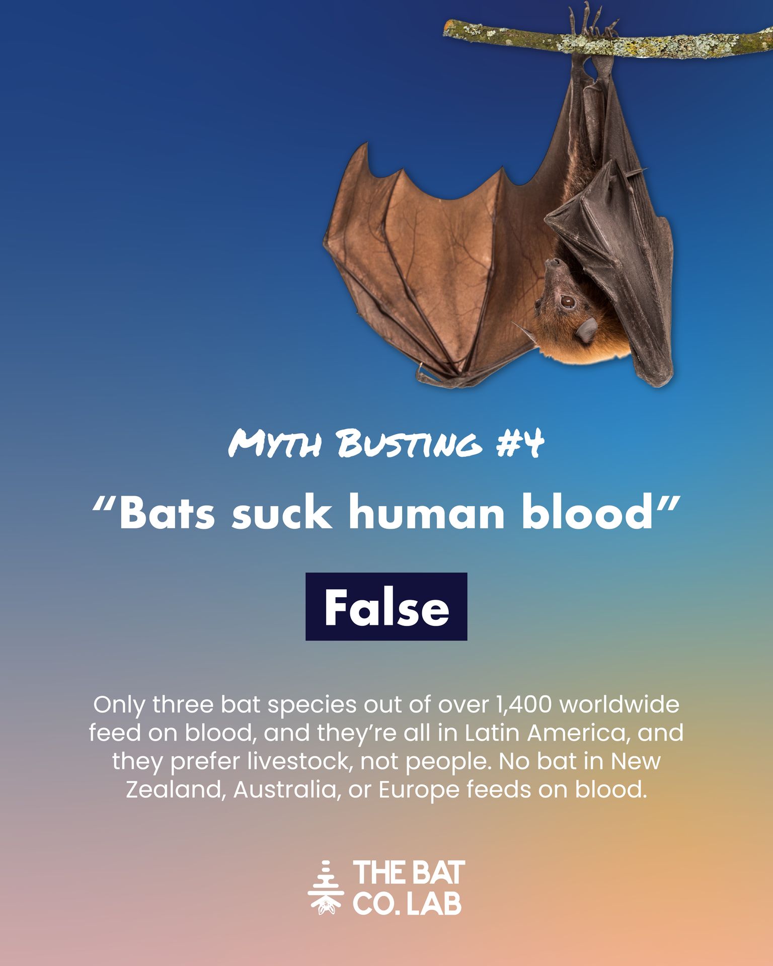 The Bat Co. Lab | Havelock North
