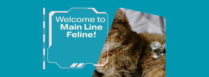 Main Line Feline Veterinary Clinic | Wynnewood PA