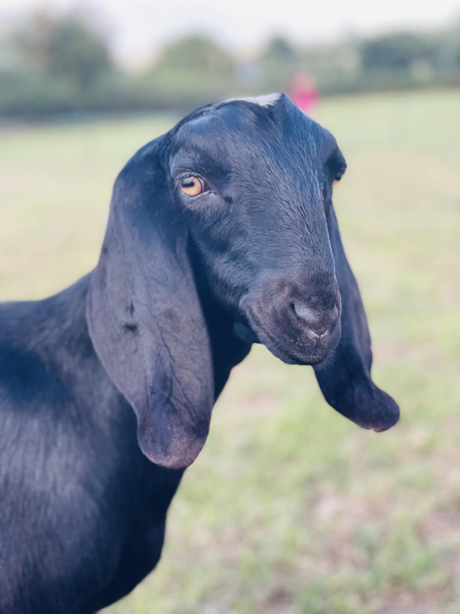 Oreo the goat's social media potential
