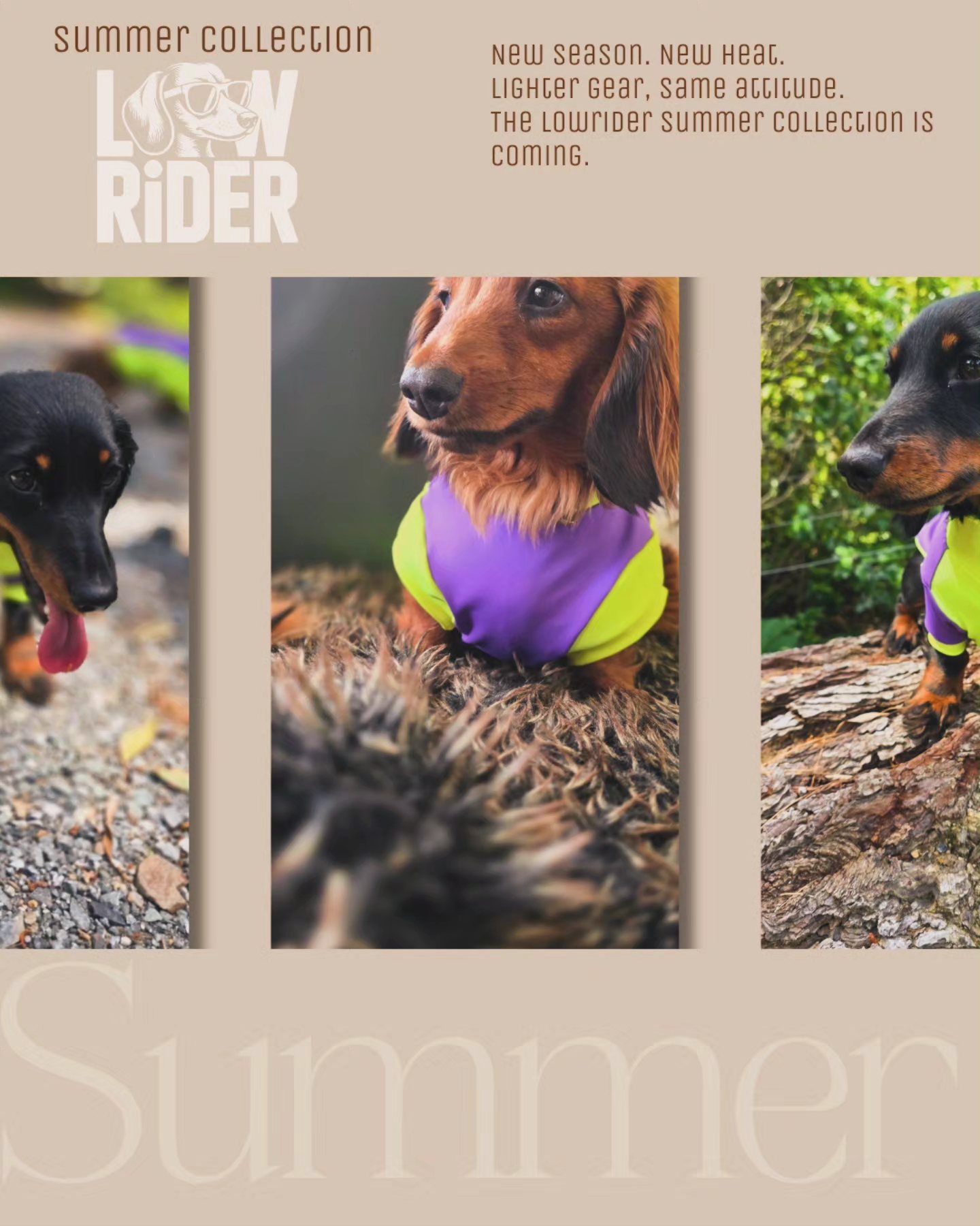 Lowrider Dogs | Wellington