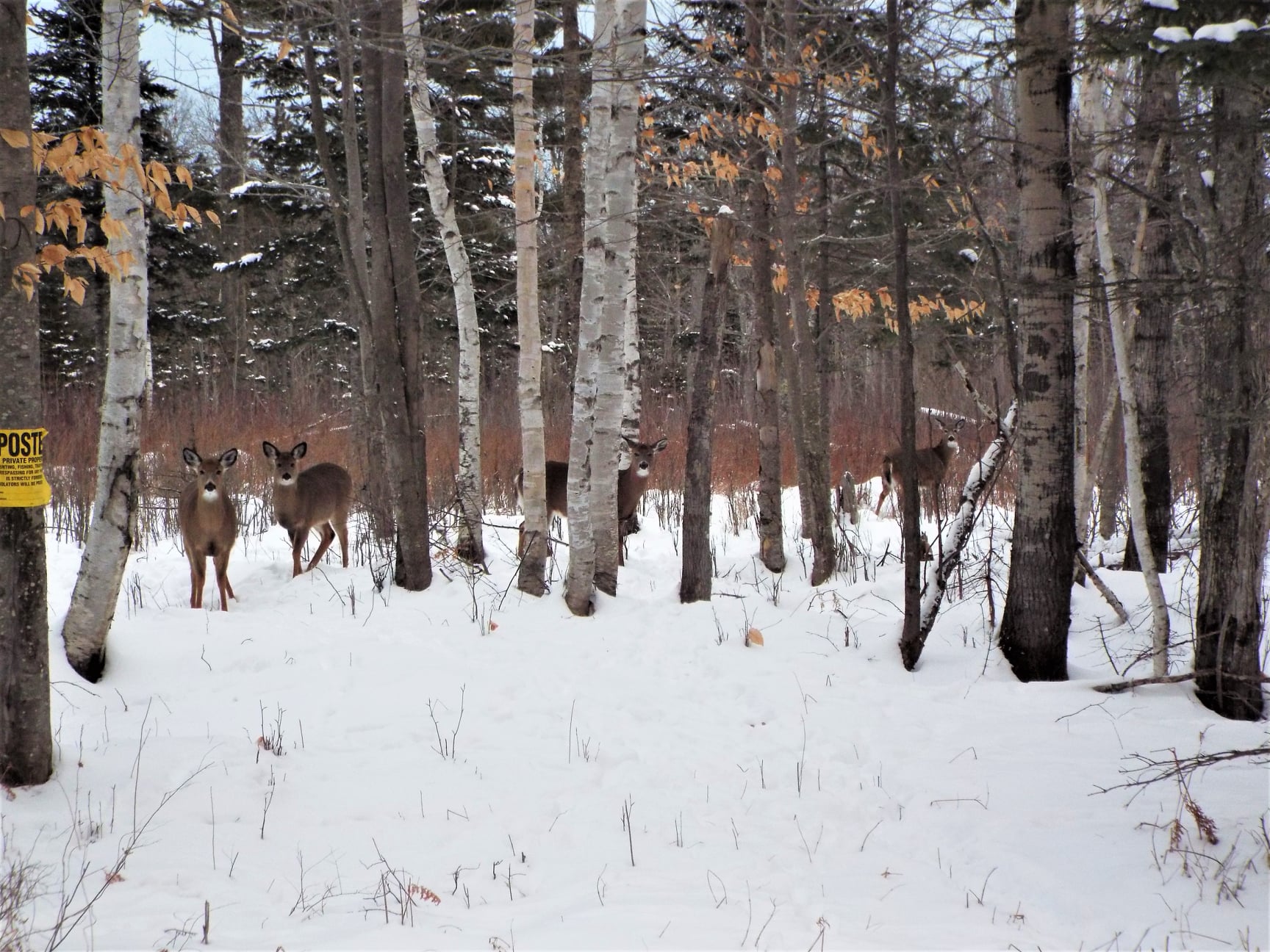 Mountain Deer Taxidermy added a... - Mountain Deer Taxidermy