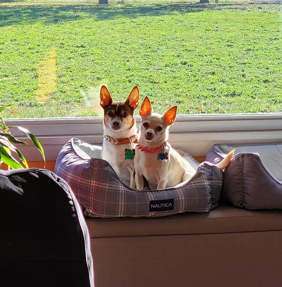That was a good one! 😍😌 #chihuahuas #bigstretch #dogsstreching ...