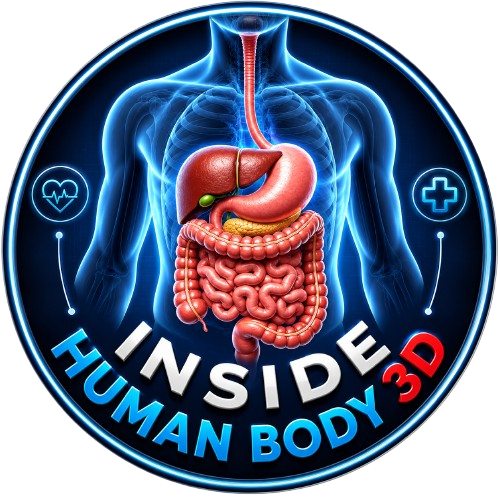 🥔🥝 **Potato vs Kiwi — What happens inside your body?** Potatoes provide ...