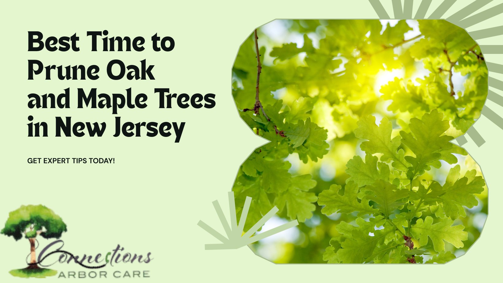 Connections - 🌳 Discover the best time to prune oak 🍁 and maple trees ...